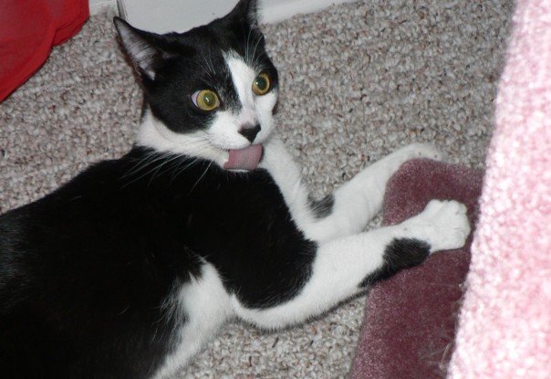 Geisha